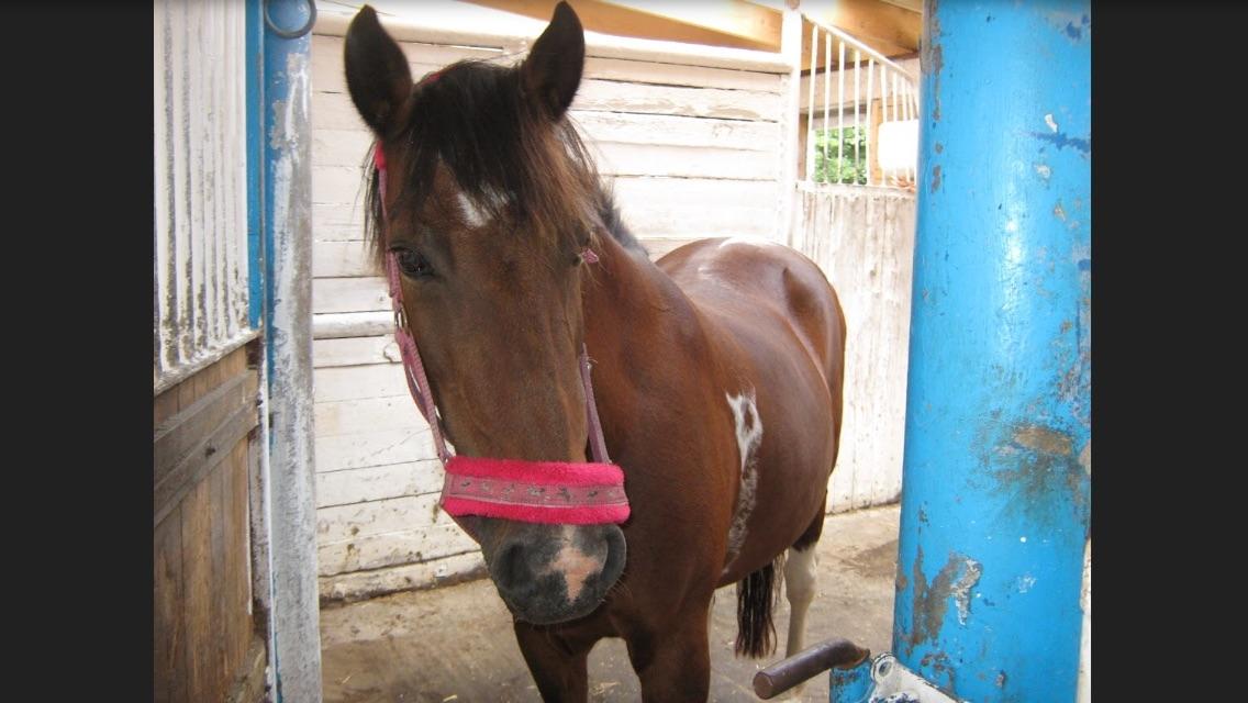 Anden særlig race Sandy billede 18