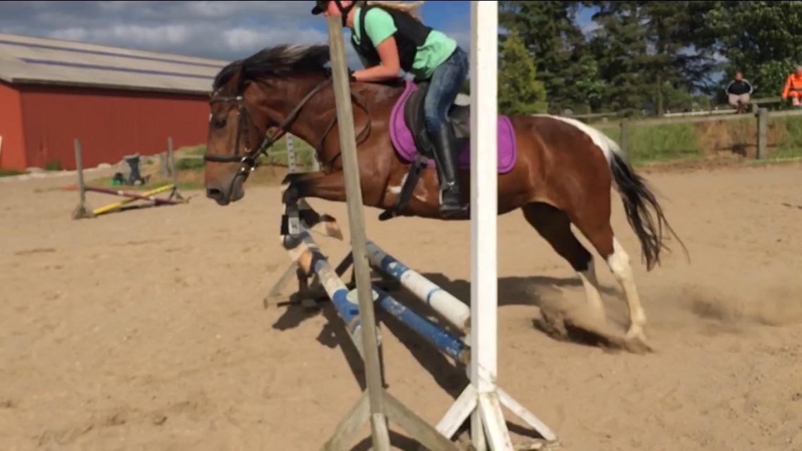 Anden særlig race Sandy billede 19