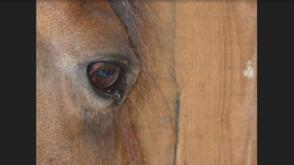 Anden særlig race Sandy billede 16