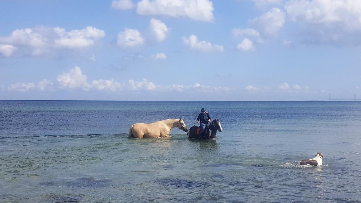 Palomino Matinique billede 3