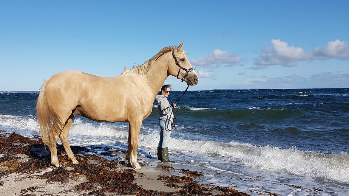 Palomino Matinique billede 2