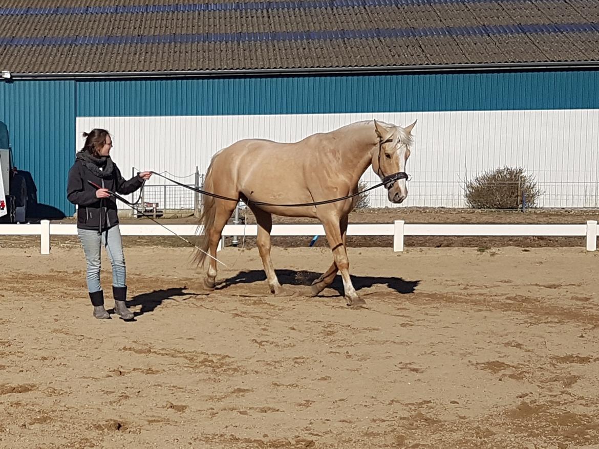 Palomino Matinique billede 4