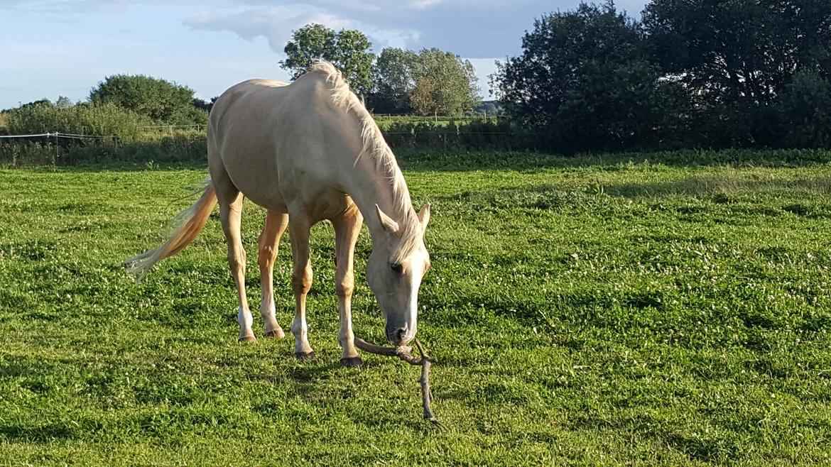 Palomino Matinique billede 6