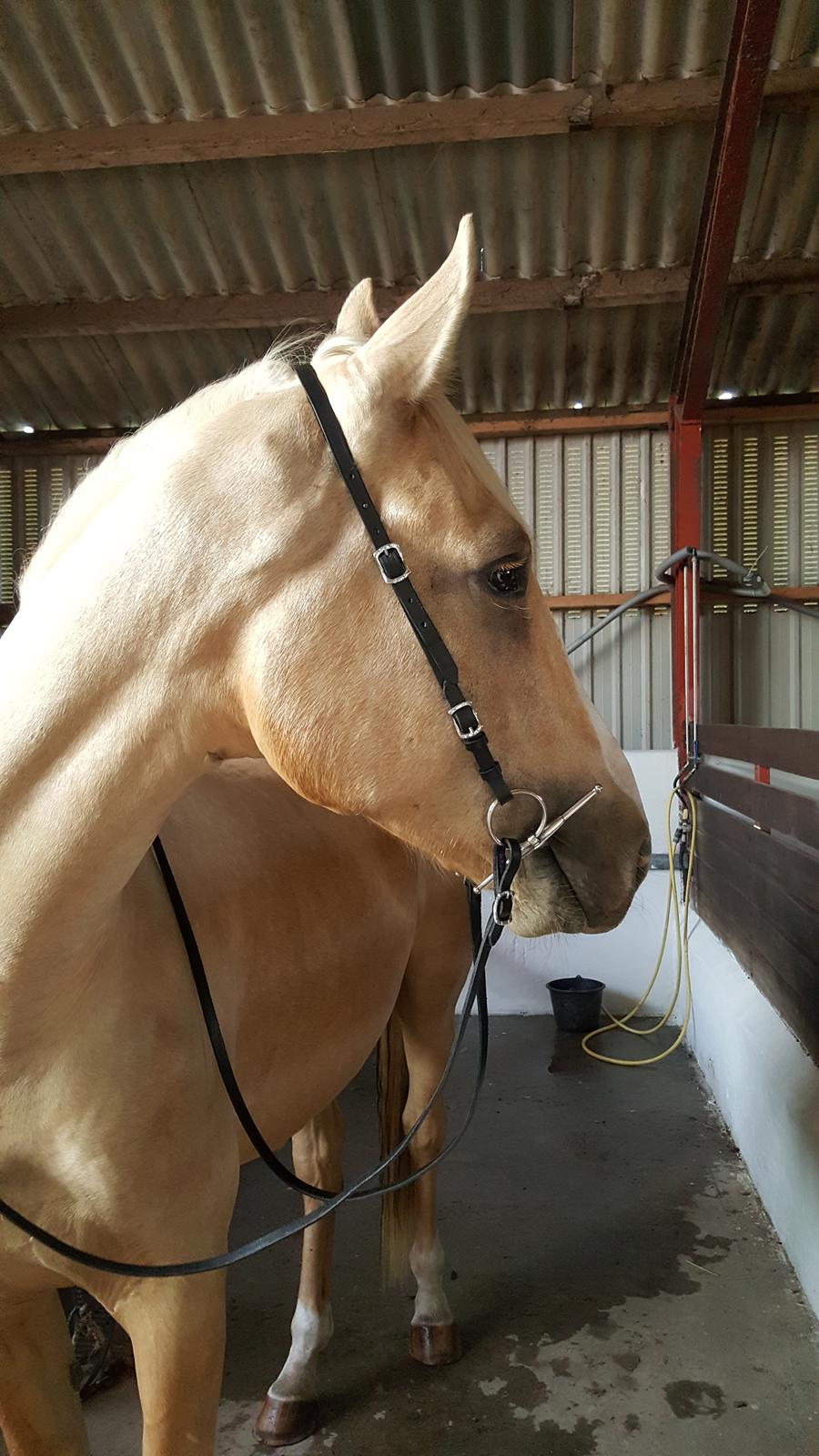 Palomino Matinique billede 10