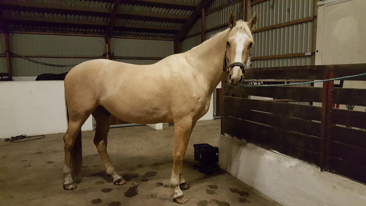 Palomino Matinique billede 11