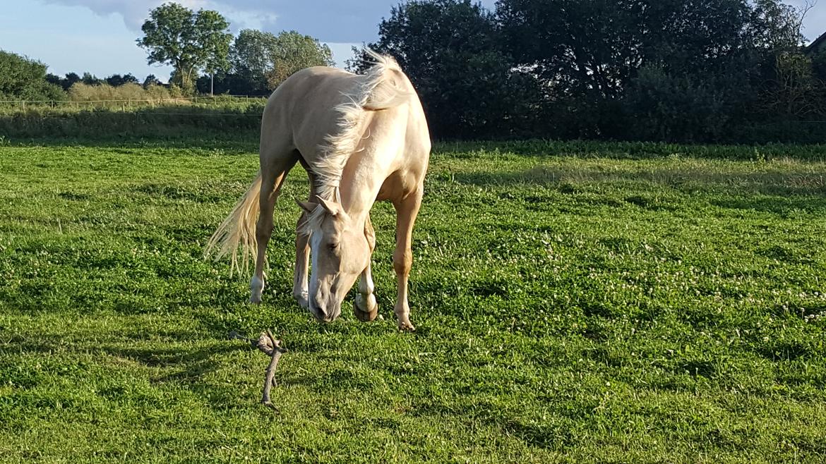 Palomino Matinique billede 7