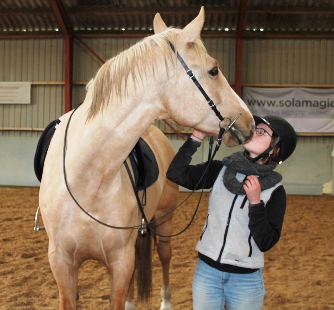 Palomino Matinique billede 12