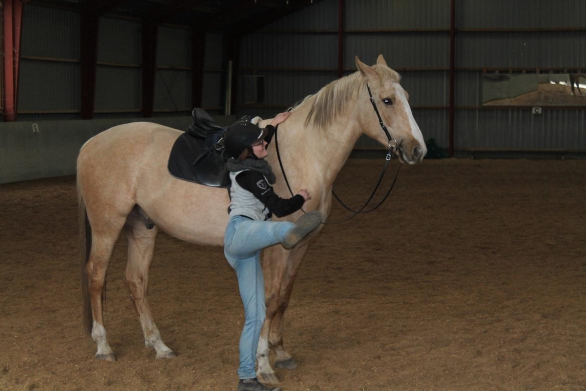 Palomino Matinique billede 13