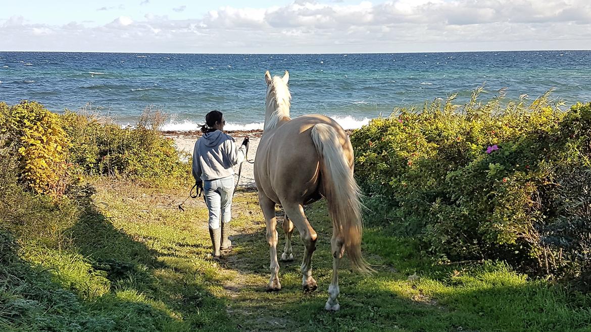 Palomino Matinique billede 20