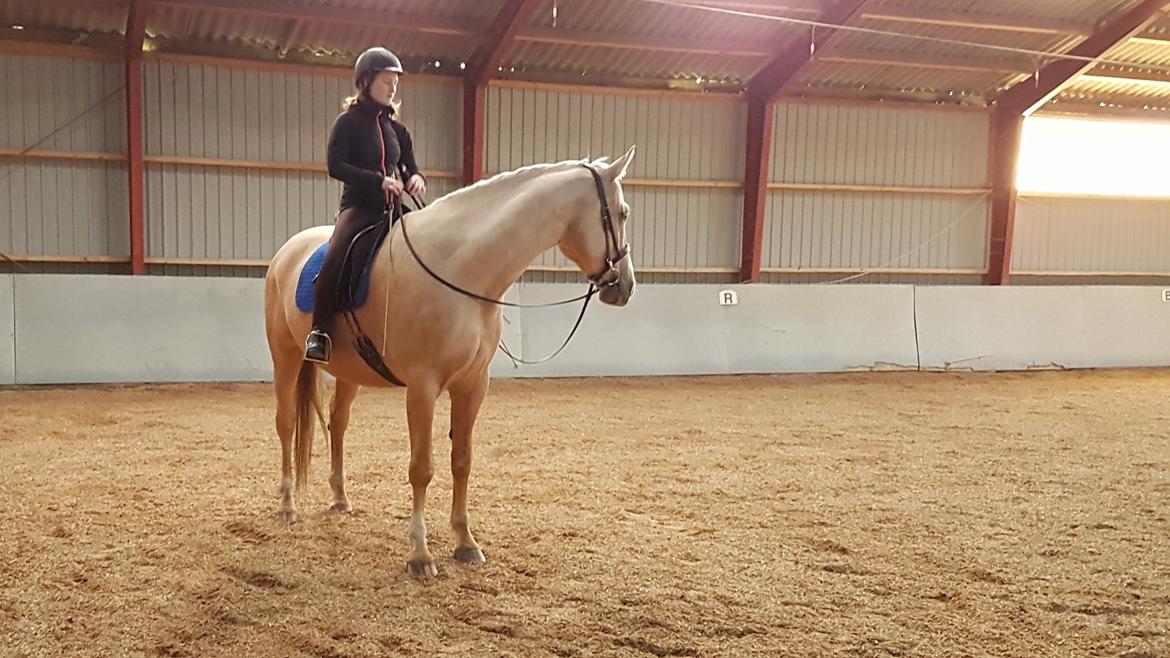 Palomino Matinique billede 14