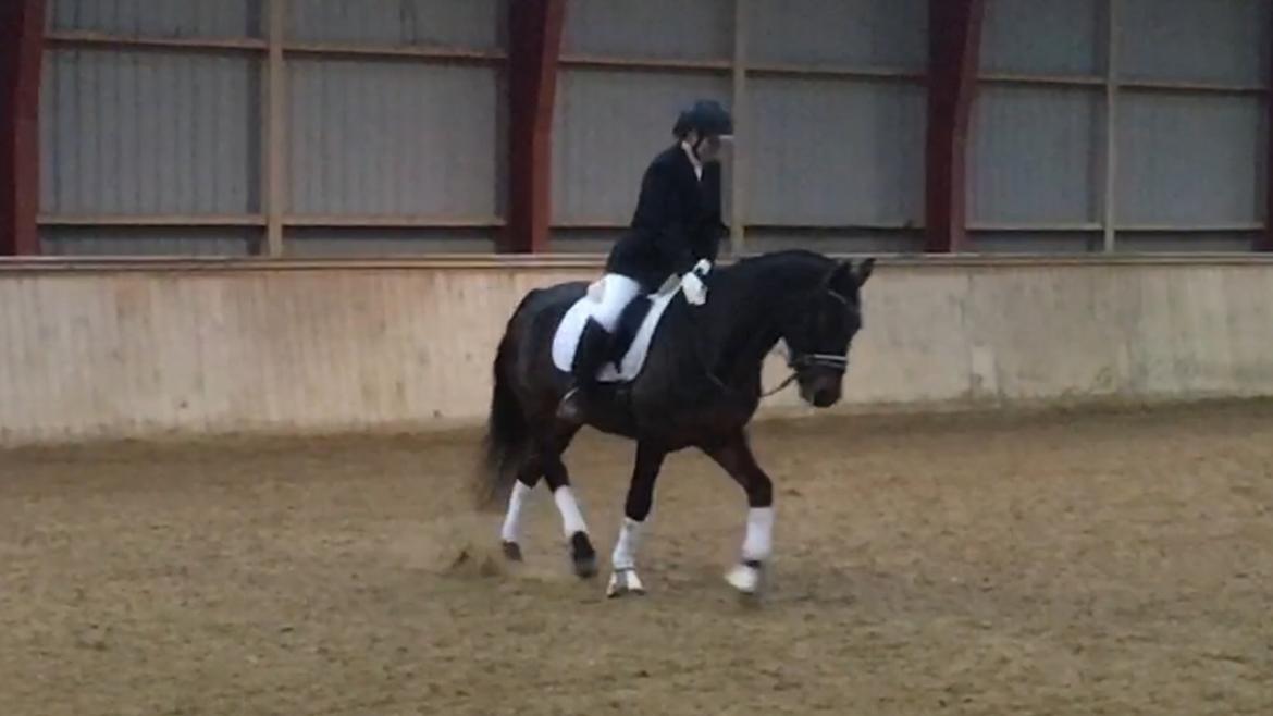 Connemara Egevangens Bailey billede 34