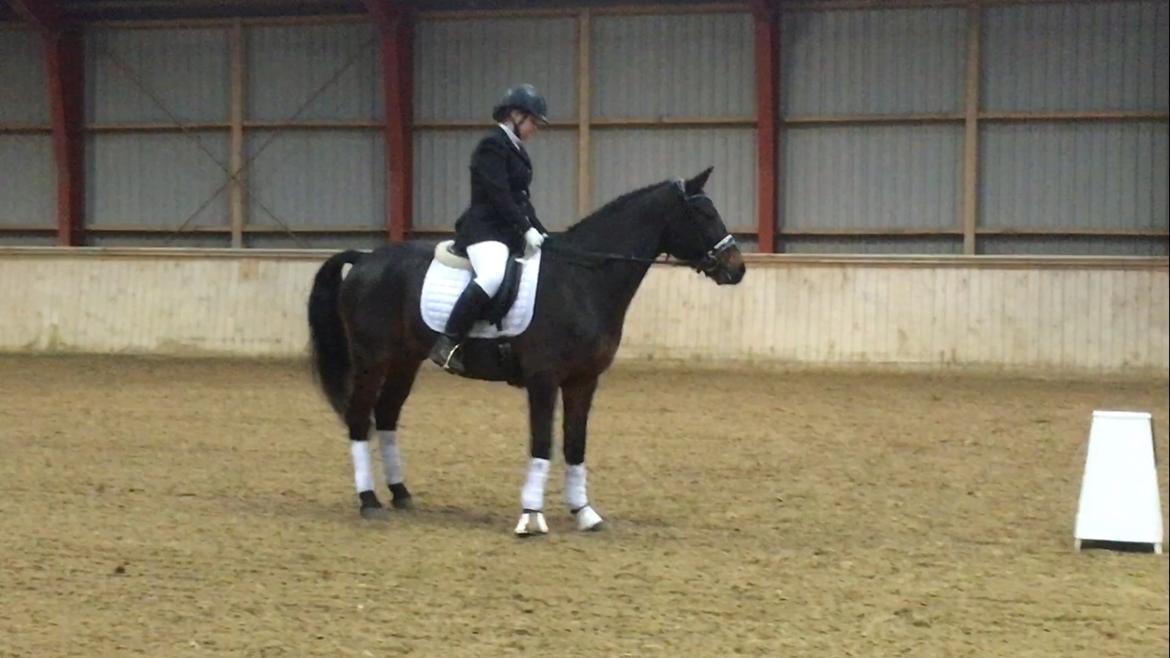 Connemara Egevangens Bailey billede 32