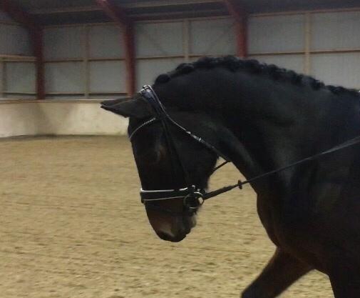 Connemara Egevangens Bailey billede 36