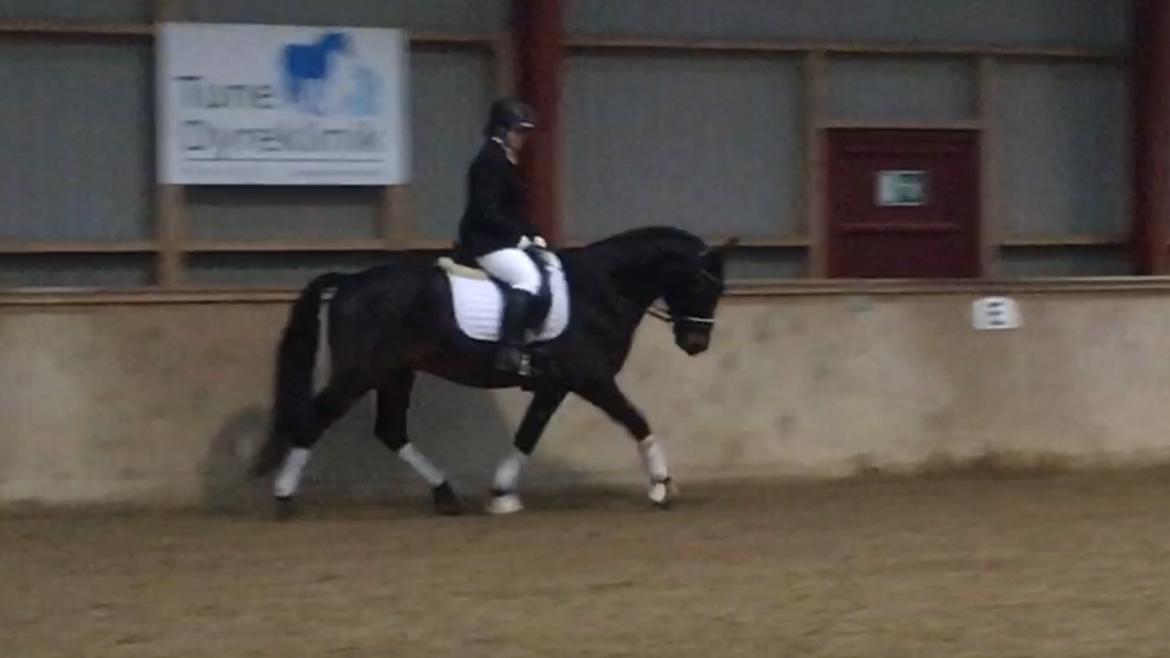 Connemara Egevangens Bailey billede 35