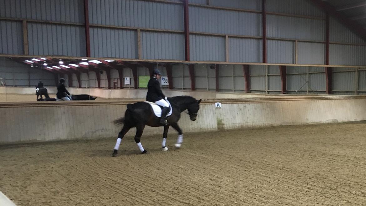 Connemara Egevangens Bailey billede 37