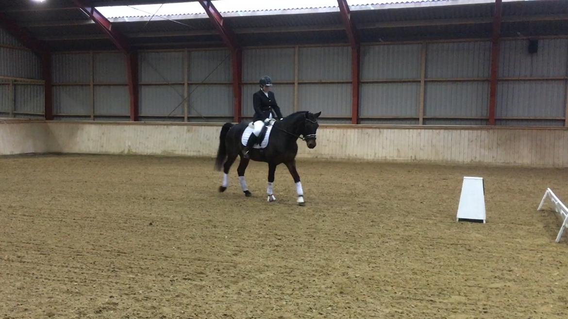 Connemara Egevangens Bailey billede 40