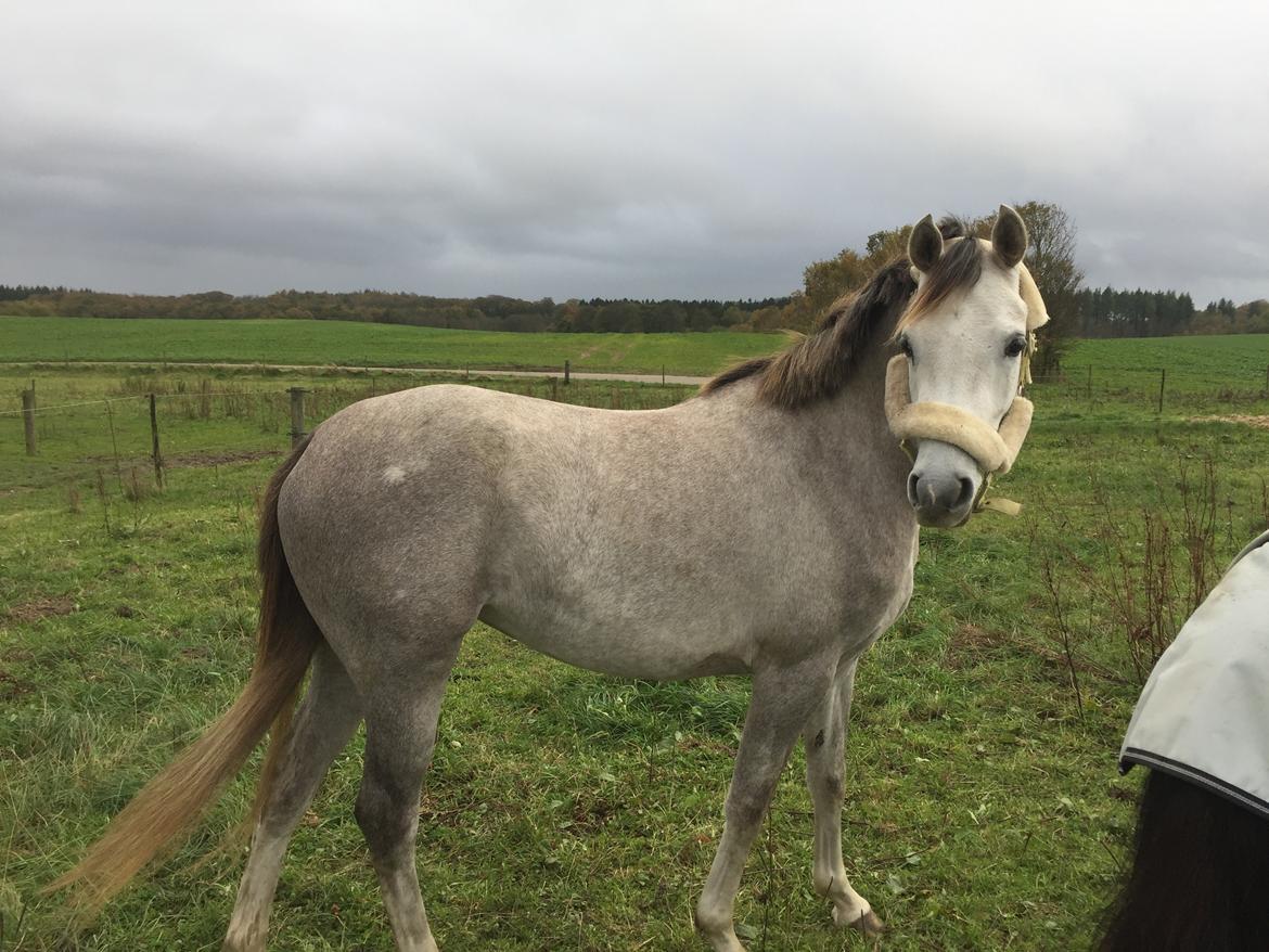 Anden særlig race Suna's Miss Diva - Det er fold makker der står med rumben en meget pelset islænder, hvis man spørger Diva. billede 2