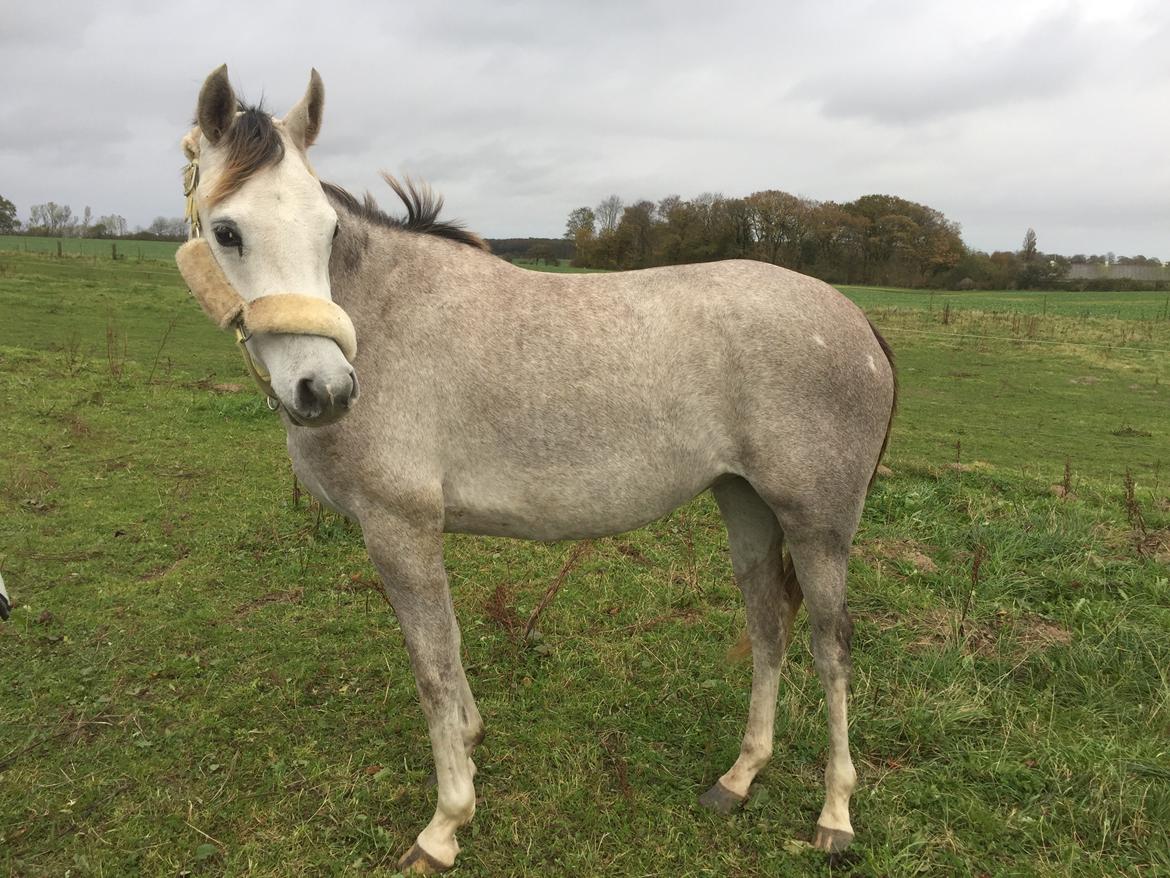 Anden særlig race Suna's Miss Diva - Da hun ankom <3 billede 3