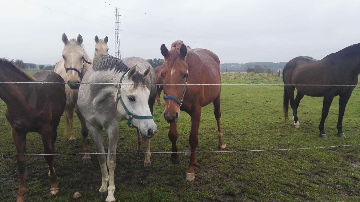 Anden særlig race Suna's Miss Diva - Diva og bag ved står palomino mor og de andre rundt om er tidligere ejer/avlers andre heste og dermed Divas tidligere foldmakre. billede 4