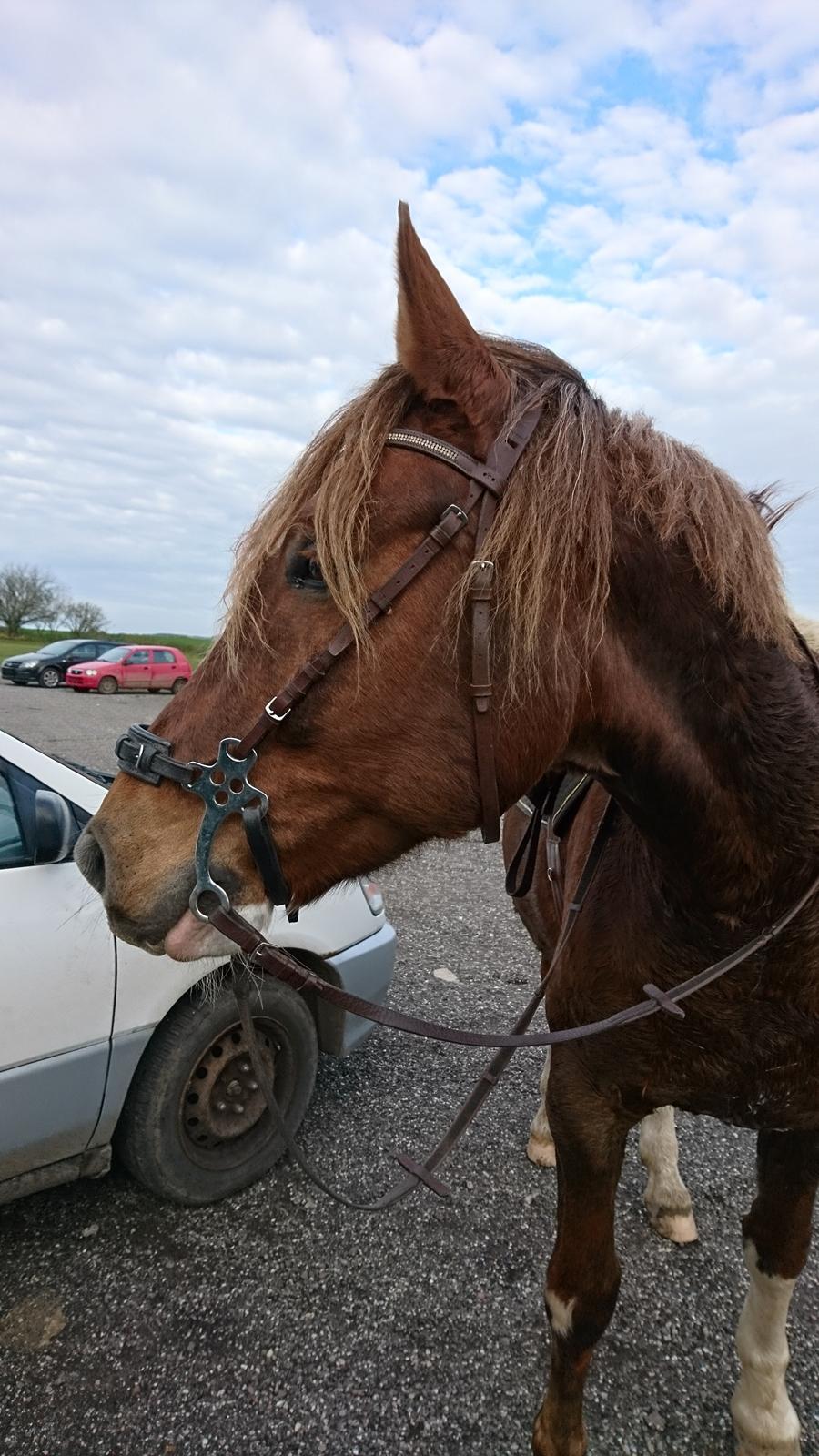 Anden særlig race Knass  billede 12