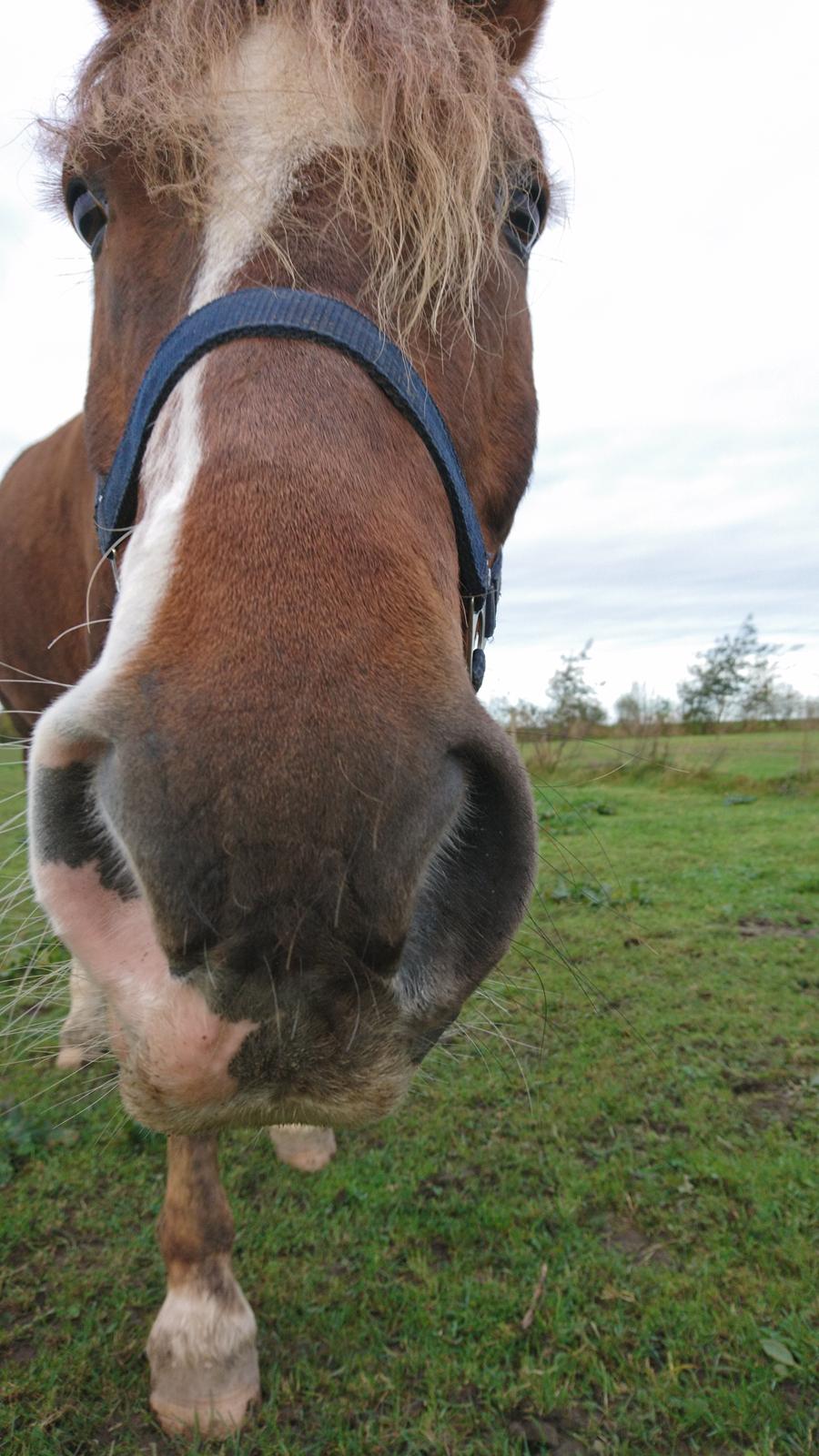 Anden særlig race Knass  billede 13