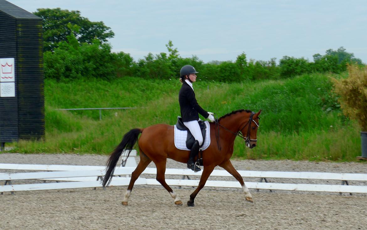 Anden særlig race Steven Seagal (Baby Drengen) billede 17