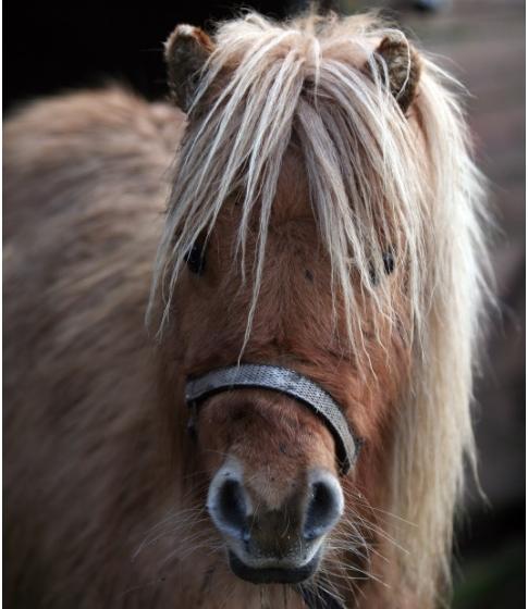 Shetlænder Caroline Nygård billede 3