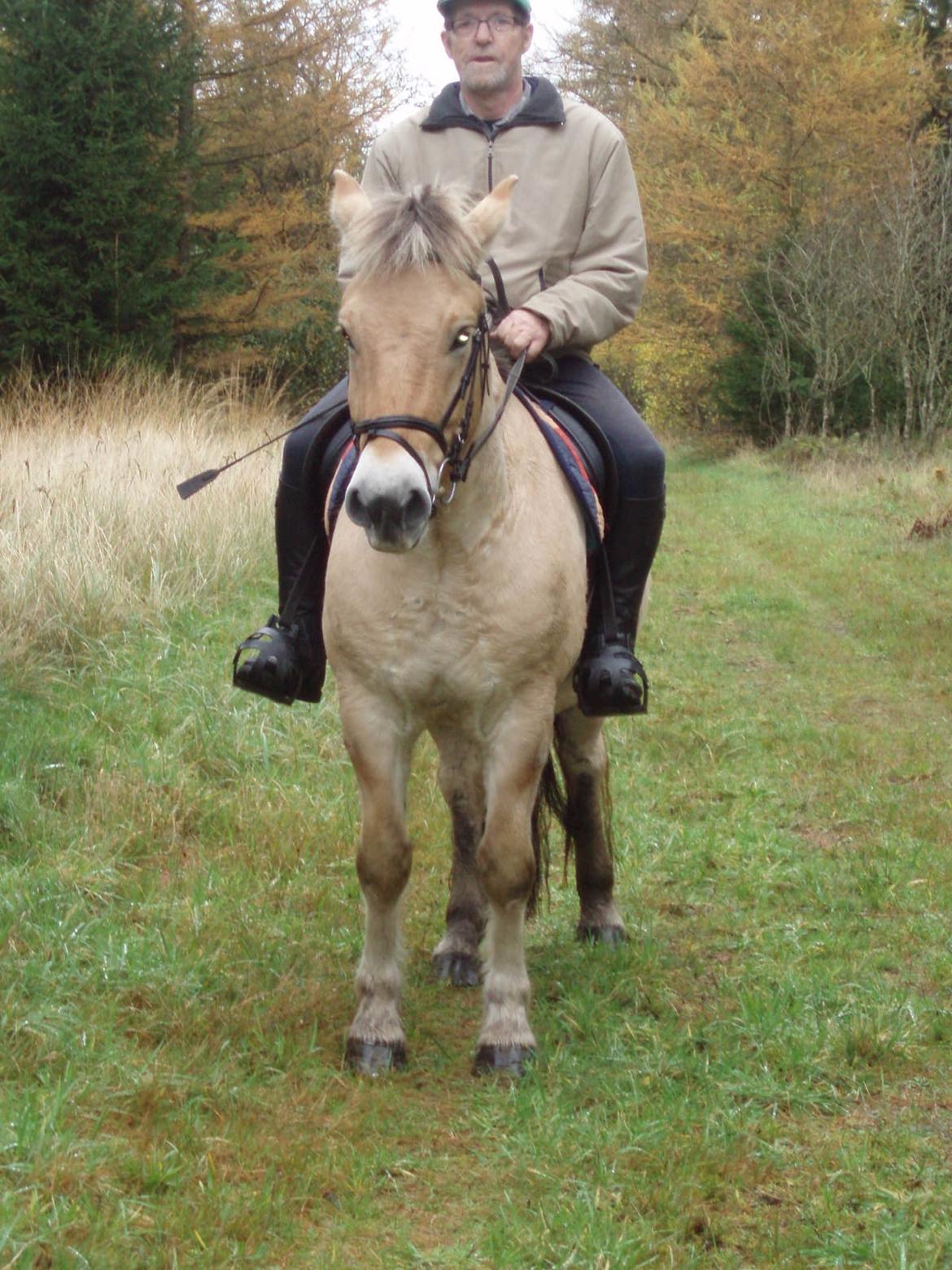 Fjordhest Søndervangs sofus - Novenmer 17 søde Sofus billede 24