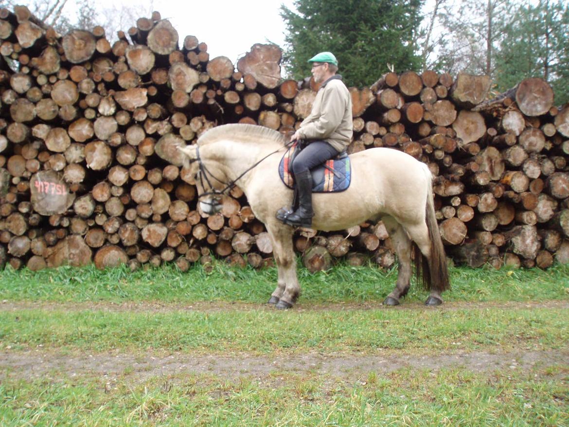 Fjordhest Søndervangs sofus billede 25