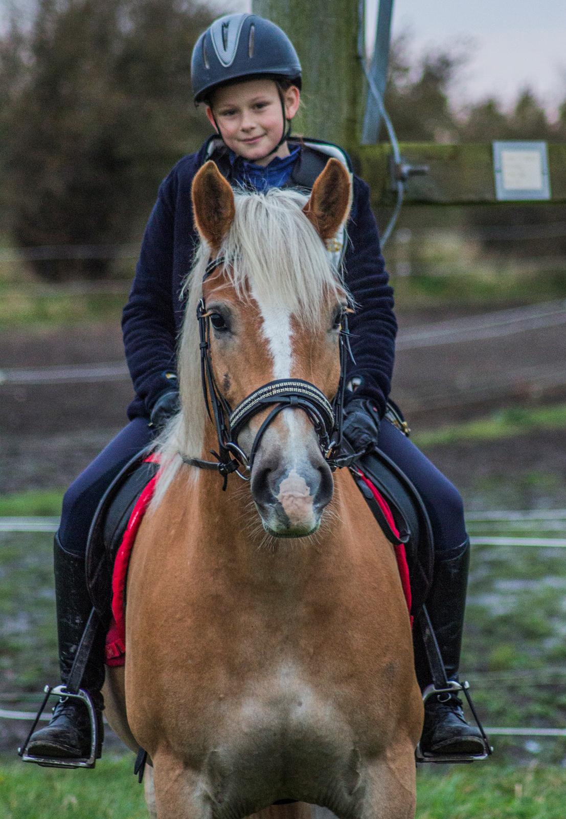 Haflinger BAILEY billede 5