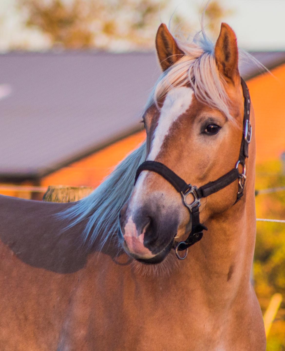 Haflinger BAILEY billede 2