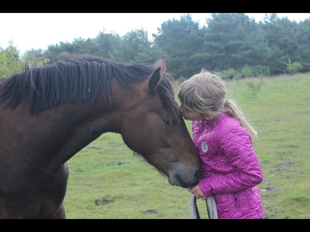 Welsh Partbred (Sec F) Palsgaard Tristan billede 10