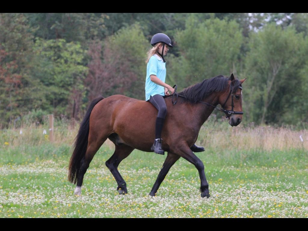 Welsh Partbred (Sec F) Palsgaard Tristan billede 16