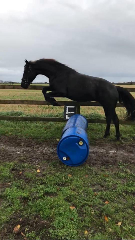 Anden særlig race Lillebygholms Damon billede 9