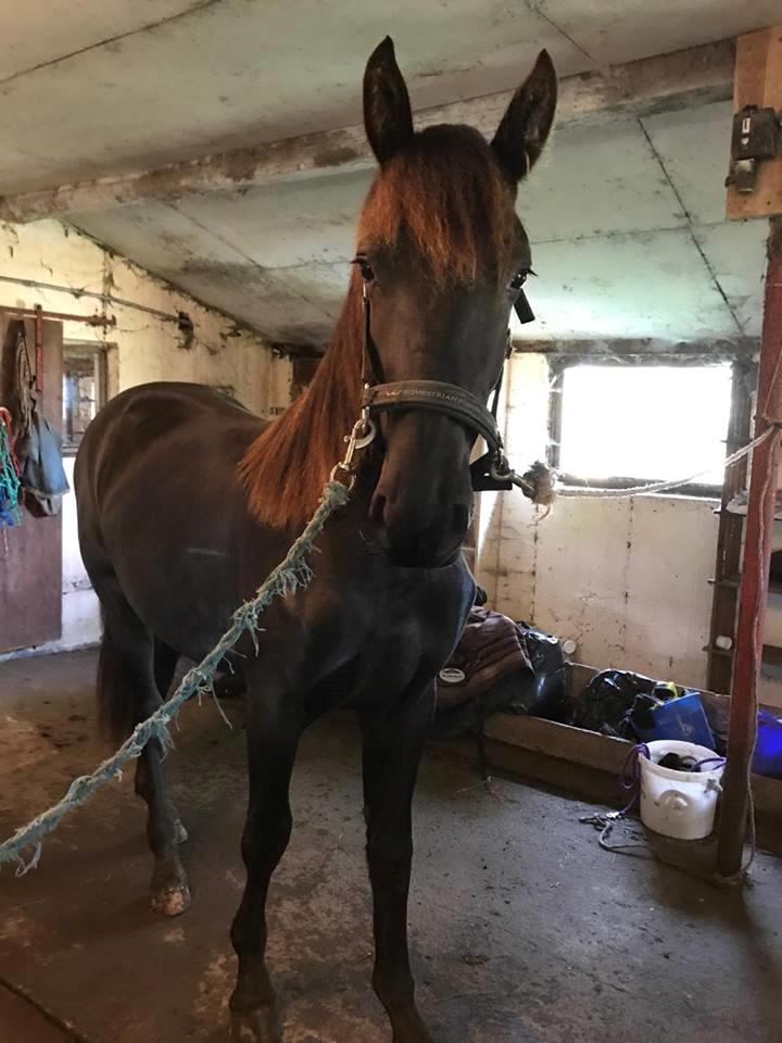 Anden særlig race Lillebygholms Damon billede 10