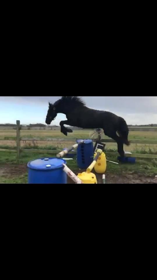 Anden særlig race Lillebygholms Damon billede 11