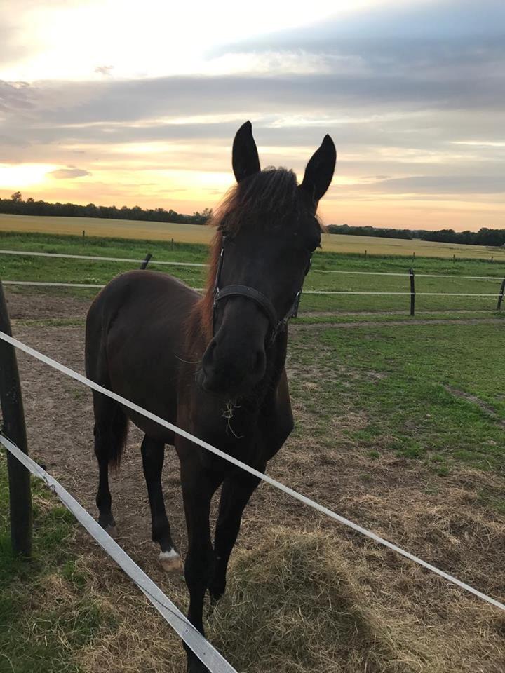 Anden særlig race Lillebygholms Damon billede 12