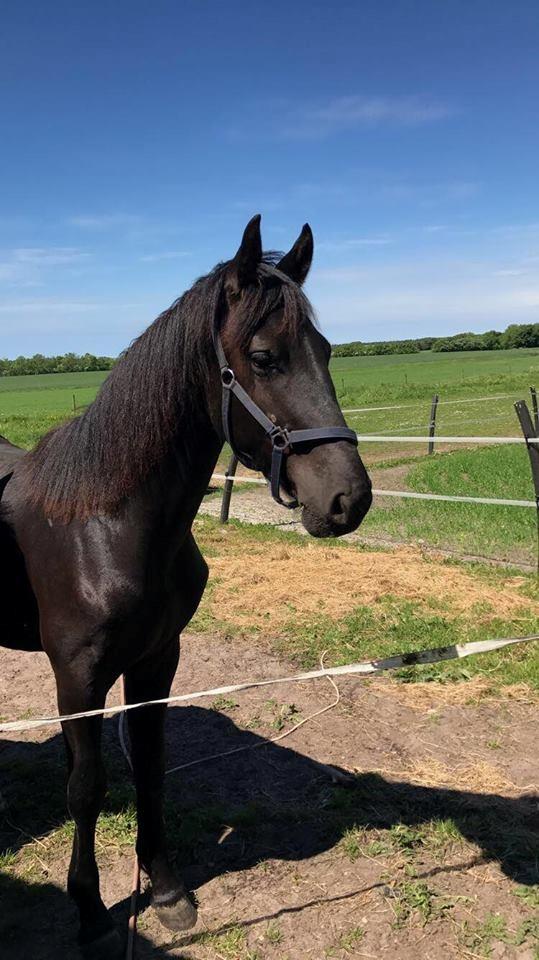 Anden særlig race Lillebygholms Damon billede 13