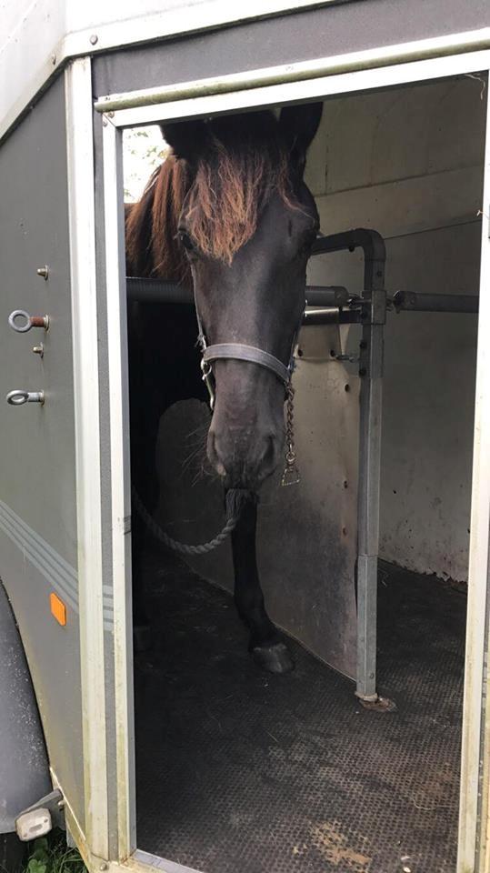 Anden særlig race Lillebygholms Damon billede 14