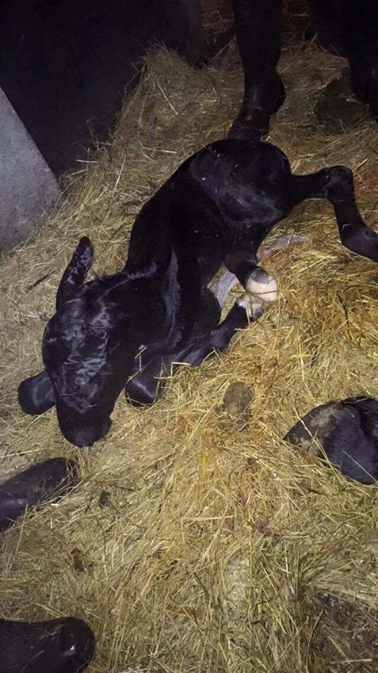 Anden særlig race Lillebygholms Damon billede 15