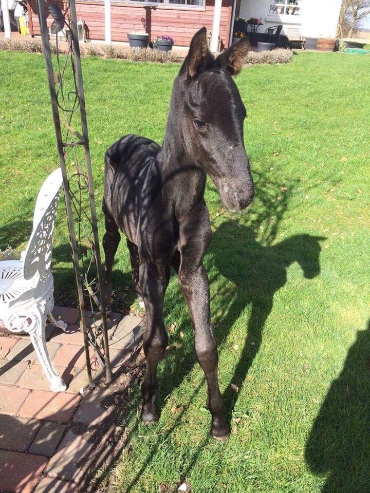 Anden særlig race Lillebygholms Damon billede 16