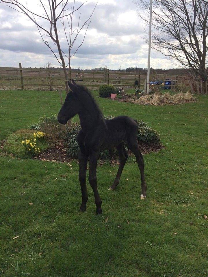 Anden særlig race Lillebygholms Damon billede 17