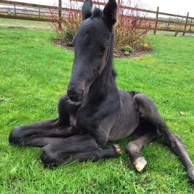 Anden særlig race Lillebygholms Damon billede 18