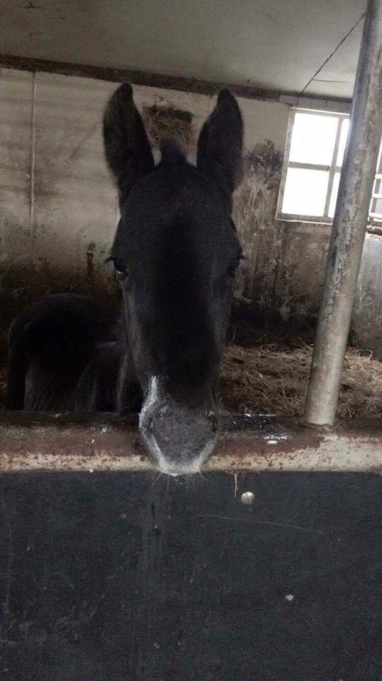 Anden særlig race Lillebygholms Damon billede 19