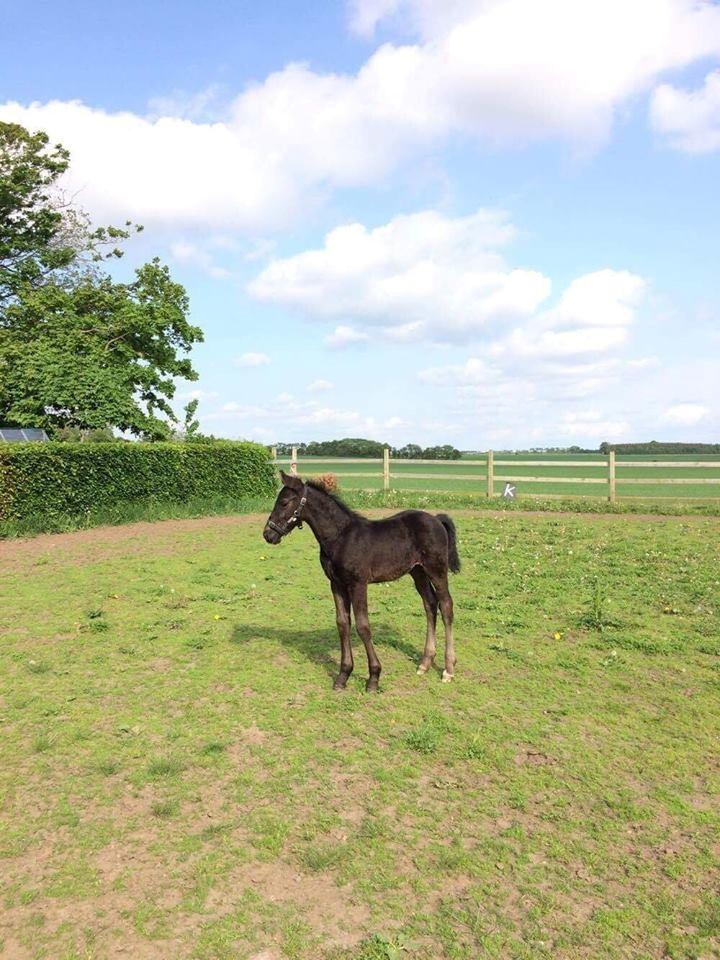 Anden særlig race Lillebygholms Damon billede 20