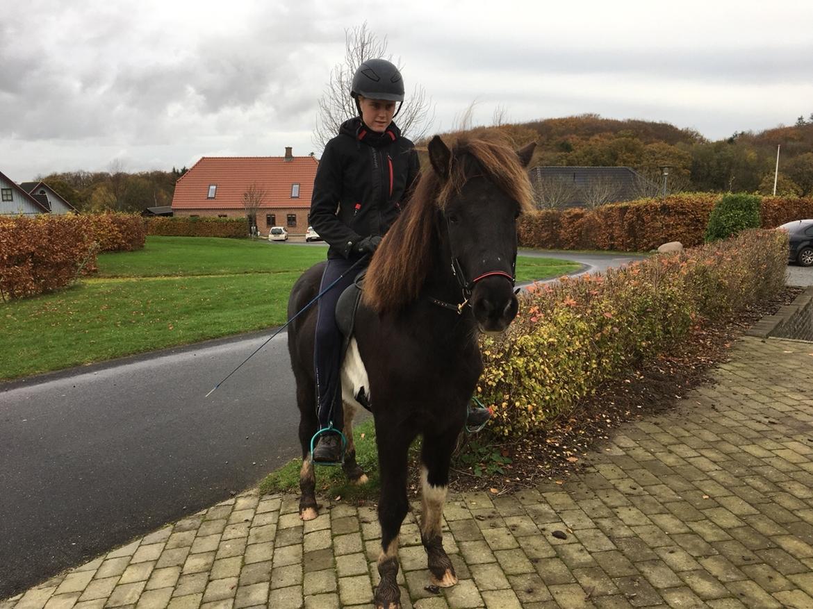 Islænder Ófeigur fra Bakkegården ll billede 18