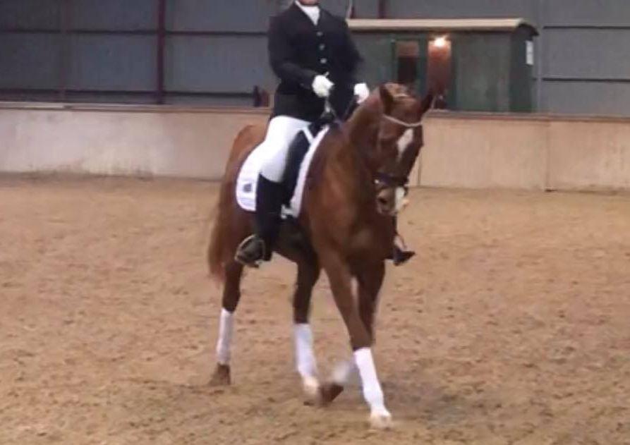 Anden særlig race Magnolias Jessica billede 9