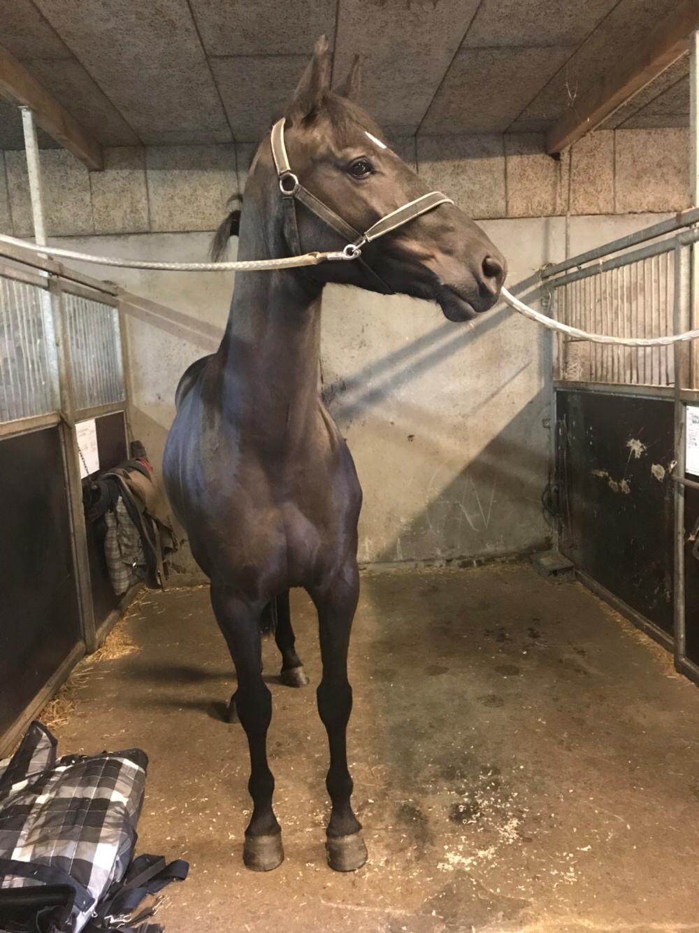 Dansk Varmblod Højgaardens Hamilton billede 6