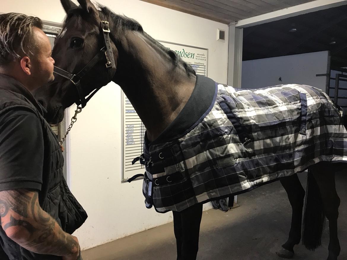 Dansk Varmblod Højgaardens Hamilton billede 7