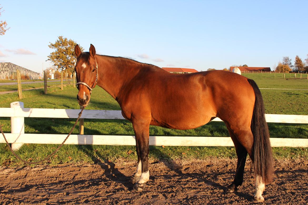 Holstener Luna - Vi kæmper for at få vommen væk ;) billede 15